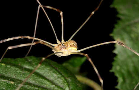 Apenninenkanker (Opilio canestrinii) - © Christian Komposch